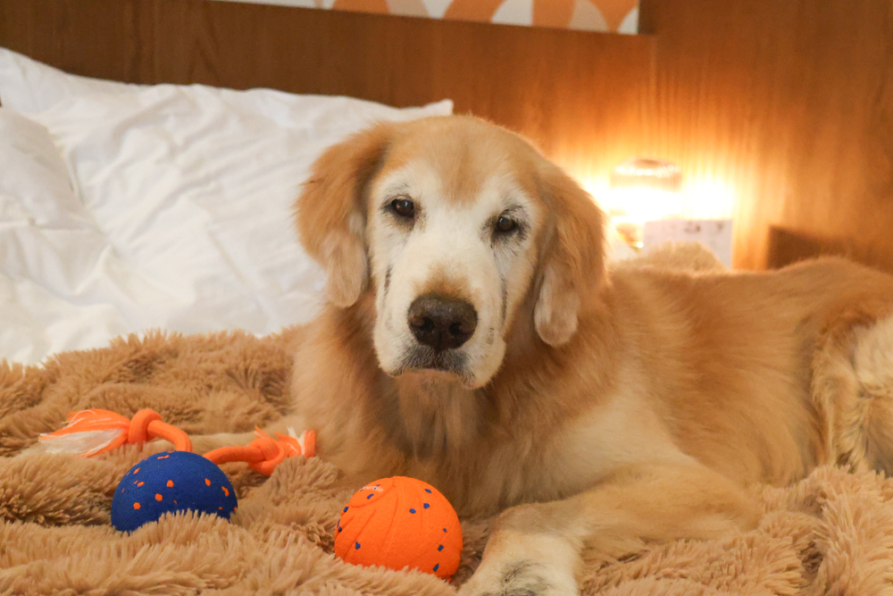 Wally & Woof 狗狗智慧互動玩具推薦｜Ball AIR 智慧互動衝衝球、Wicked EGG 瘋狂不倒蛋、Wicked Rugby 快樂橄欖球、Wicked Rolly 搖滾球。狗狗玩到停不下、放電、追逐、耐咬安全