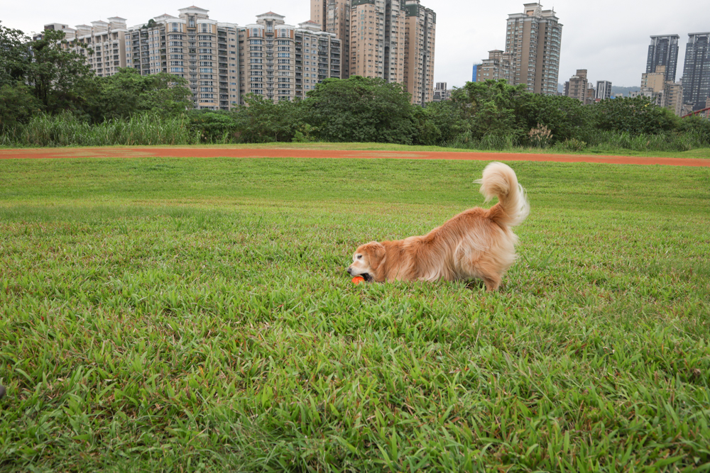 Wally & Woof 狗狗智慧互動玩具推薦|Ball AIR 智慧互動衝衝球、Wicked EGG 瘋狂不倒蛋、Wicked Rugby 快樂橄欖球、Wicked Rolly 搖滾球。狗狗玩到停不下、放電、追逐、耐咬安全 - 第12張圖 Wally & Woof 狗狗智慧互動玩具推薦|Ball AIR 智慧互動衝衝球、Wicked EGG 瘋狂不倒蛋、Wicked Rugby 快樂橄欖球、Wicked Rolly 搖滾球。狗狗玩到停不下、放電、追逐、耐咬安全