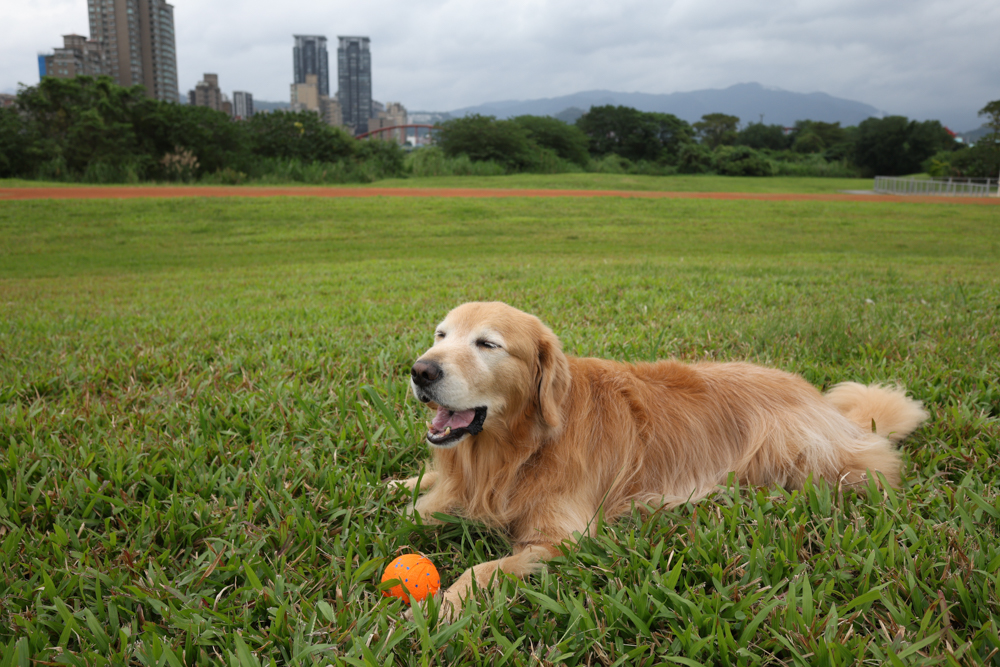 Wally & Woof 狗狗智慧互動玩具推薦|Ball AIR 智慧互動衝衝球、Wicked EGG 瘋狂不倒蛋、Wicked Rugby 快樂橄欖球、Wicked Rolly 搖滾球。狗狗玩到停不下、放電、追逐、耐咬安全 - 第13張圖 Wally & Woof 狗狗智慧互動玩具推薦|Ball AIR 智慧互動衝衝球、Wicked EGG 瘋狂不倒蛋、Wicked Rugby 快樂橄欖球、Wicked Rolly 搖滾球。狗狗玩到停不下、放電、追逐、耐咬安全