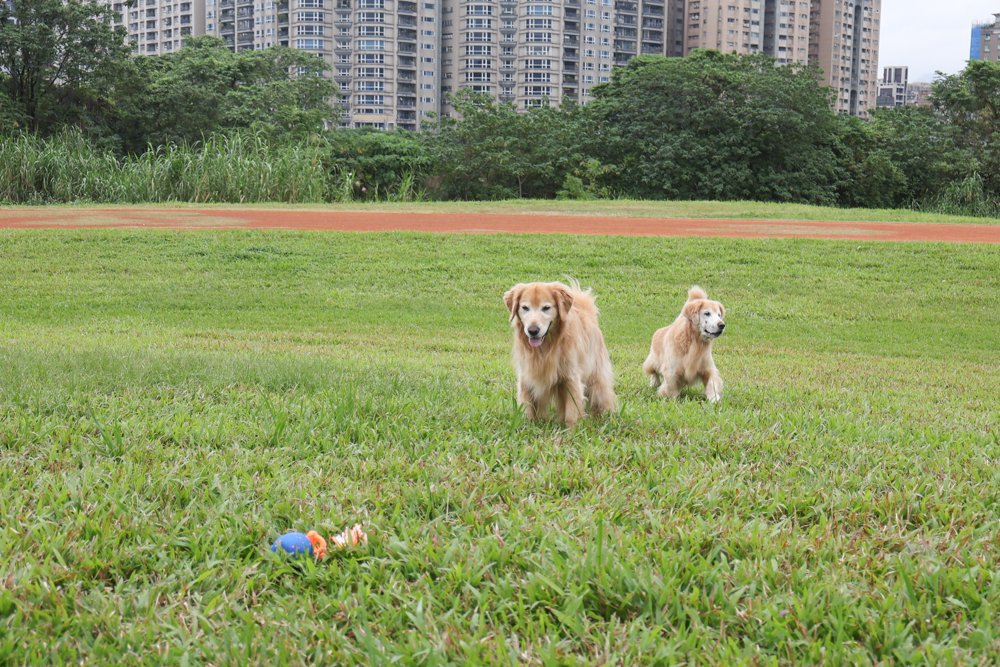 Wally & Woof 狗狗智慧互動玩具推薦|Ball AIR 智慧互動衝衝球、Wicked EGG 瘋狂不倒蛋、Wicked Rugby 快樂橄欖球、Wicked Rolly 搖滾球。狗狗玩到停不下、放電、追逐、耐咬安全 - 第20張圖 Wally & Woof 狗狗智慧互動玩具推薦|Ball AIR 智慧互動衝衝球、Wicked EGG 瘋狂不倒蛋、Wicked Rugby 快樂橄欖球、Wicked Rolly 搖滾球。狗狗玩到停不下、放電、追逐、耐咬安全