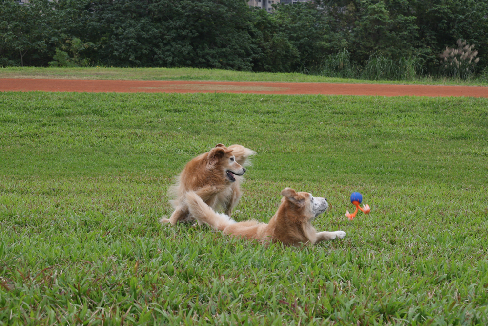 Wally & Woof 狗狗智慧互動玩具推薦|Ball AIR 智慧互動衝衝球、Wicked EGG 瘋狂不倒蛋、Wicked Rugby 快樂橄欖球、Wicked Rolly 搖滾球。狗狗玩到停不下、放電、追逐、耐咬安全 - 第21張圖 Wally & Woof 狗狗智慧互動玩具推薦|Ball AIR 智慧互動衝衝球、Wicked EGG 瘋狂不倒蛋、Wicked Rugby 快樂橄欖球、Wicked Rolly 搖滾球。狗狗玩到停不下、放電、追逐、耐咬安全