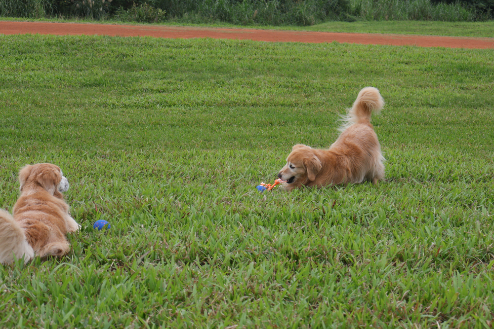 Wally & Woof 狗狗智慧互動玩具推薦|Ball AIR 智慧互動衝衝球、Wicked EGG 瘋狂不倒蛋、Wicked Rugby 快樂橄欖球、Wicked Rolly 搖滾球。狗狗玩到停不下、放電、追逐、耐咬安全 - 第16張圖 Wally & Woof 狗狗智慧互動玩具推薦|Ball AIR 智慧互動衝衝球、Wicked EGG 瘋狂不倒蛋、Wicked Rugby 快樂橄欖球、Wicked Rolly 搖滾球。狗狗玩到停不下、放電、追逐、耐咬安全
