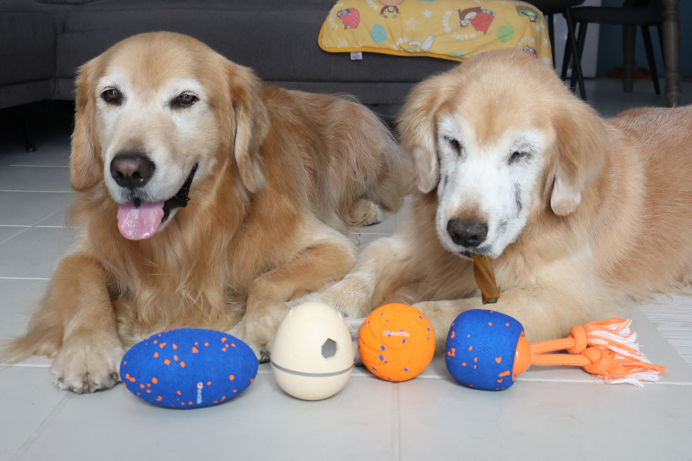 Wally & Woof 狗狗智慧互動玩具推薦|Ball AIR 智慧互動衝衝球、Wicked EGG 瘋狂不倒蛋、Wicked Rugby 快樂橄欖球、Wicked Rolly 搖滾球。狗狗玩到停不下、放電、追逐、耐咬安全 - 第1張圖 Wally & Woof 狗狗智慧互動玩具推薦|Ball AIR 智慧互動衝衝球、Wicked EGG 瘋狂不倒蛋、Wicked Rugby 快樂橄欖球、Wicked Rolly 搖滾球。狗狗玩到停不下、放電、追逐、耐咬安全