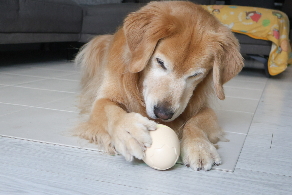 Wally & Woof 狗狗智慧互動玩具推薦|Ball AIR 智慧互動衝衝球、Wicked EGG 瘋狂不倒蛋、Wicked Rugby 快樂橄欖球、Wicked Rolly 搖滾球。狗狗玩到停不下、放電、追逐、耐咬安全 - 第35張圖 Wally & Woof 狗狗智慧互動玩具推薦|Ball AIR 智慧互動衝衝球、Wicked EGG 瘋狂不倒蛋、Wicked Rugby 快樂橄欖球、Wicked Rolly 搖滾球。狗狗玩到停不下、放電、追逐、耐咬安全