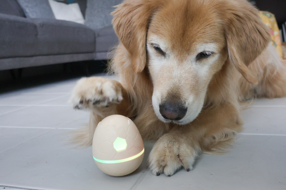 Wally & Woof 狗狗智慧互動玩具推薦|Ball AIR 智慧互動衝衝球、Wicked EGG 瘋狂不倒蛋、Wicked Rugby 快樂橄欖球、Wicked Rolly 搖滾球。狗狗玩到停不下、放電、追逐、耐咬安全 - 第34張圖 Wally & Woof 狗狗智慧互動玩具推薦|Ball AIR 智慧互動衝衝球、Wicked EGG 瘋狂不倒蛋、Wicked Rugby 快樂橄欖球、Wicked Rolly 搖滾球。狗狗玩到停不下、放電、追逐、耐咬安全