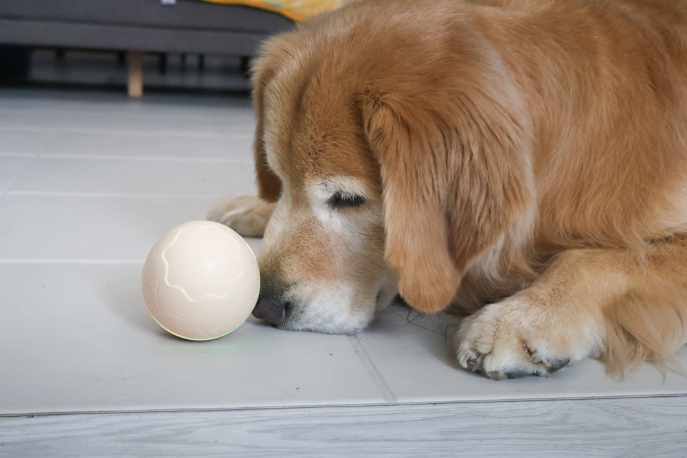 Wally & Woof 狗狗智慧互動玩具推薦|Ball AIR 智慧互動衝衝球、Wicked EGG 瘋狂不倒蛋、Wicked Rugby 快樂橄欖球、Wicked Rolly 搖滾球。狗狗玩到停不下、放電、追逐、耐咬安全 - 第32張圖 Wally & Woof 狗狗智慧互動玩具推薦|Ball AIR 智慧互動衝衝球、Wicked EGG 瘋狂不倒蛋、Wicked Rugby 快樂橄欖球、Wicked Rolly 搖滾球。狗狗玩到停不下、放電、追逐、耐咬安全