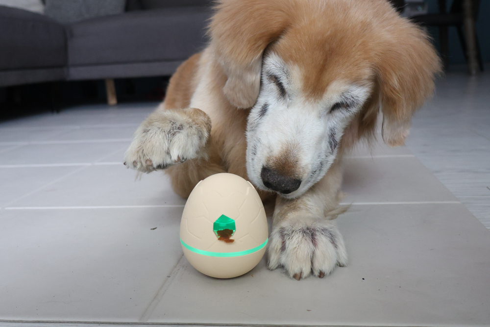 Wally & Woof 狗狗智慧互動玩具推薦|Ball AIR 智慧互動衝衝球、Wicked EGG 瘋狂不倒蛋、Wicked Rugby 快樂橄欖球、Wicked Rolly 搖滾球。狗狗玩到停不下、放電、追逐、耐咬安全 - 第30張圖 Wally & Woof 狗狗智慧互動玩具推薦|Ball AIR 智慧互動衝衝球、Wicked EGG 瘋狂不倒蛋、Wicked Rugby 快樂橄欖球、Wicked Rolly 搖滾球。狗狗玩到停不下、放電、追逐、耐咬安全