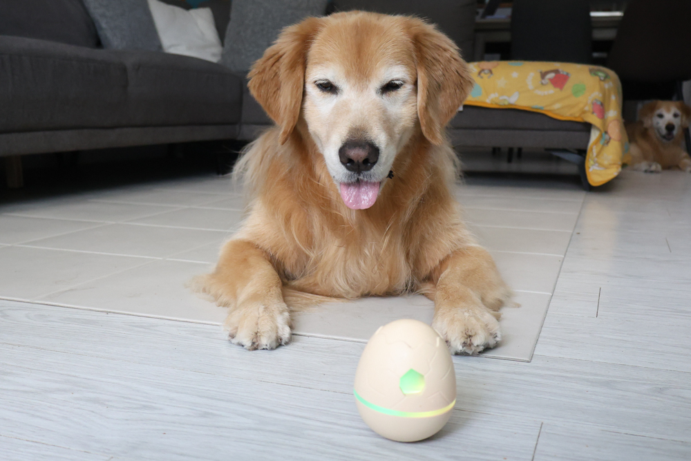 Wally & Woof 狗狗智慧互動玩具推薦|Ball AIR 智慧互動衝衝球、Wicked EGG 瘋狂不倒蛋、Wicked Rugby 快樂橄欖球、Wicked Rolly 搖滾球。狗狗玩到停不下、放電、追逐、耐咬安全 - 第31張圖 Wally & Woof 狗狗智慧互動玩具推薦|Ball AIR 智慧互動衝衝球、Wicked EGG 瘋狂不倒蛋、Wicked Rugby 快樂橄欖球、Wicked Rolly 搖滾球。狗狗玩到停不下、放電、追逐、耐咬安全