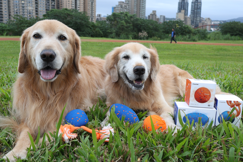 Wally & Woof 狗狗智慧互動玩具推薦|Ball AIR 智慧互動衝衝球、Wicked EGG 瘋狂不倒蛋、Wicked Rugby 快樂橄欖球、Wicked Rolly 搖滾球。狗狗玩到停不下、放電、追逐、耐咬安全 - 第2張圖 Wally & Woof 狗狗智慧互動玩具推薦|Ball AIR 智慧互動衝衝球、Wicked EGG 瘋狂不倒蛋、Wicked Rugby 快樂橄欖球、Wicked Rolly 搖滾球。狗狗玩到停不下、放電、追逐、耐咬安全