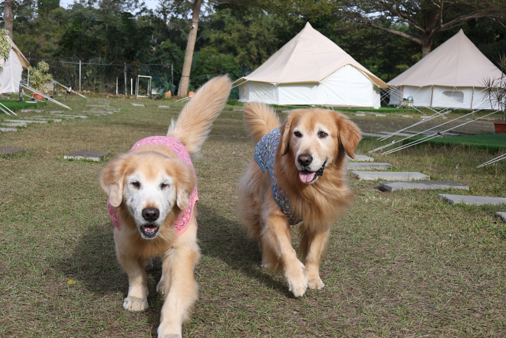 苗栗荒野半島 Glamping |湖景第一排豪華露營、一泊二食+樂團駐唱、寵物友善可帶毛孩 - 第56張圖 苗栗荒野半島 Glamping |湖景第一排豪華露營、一泊二食+樂團駐唱、寵物友善可帶毛孩