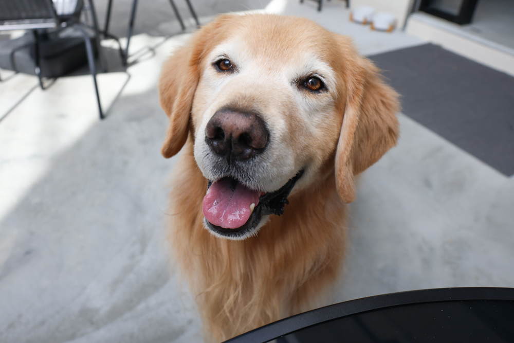 觀山咖啡。五股觀音山秘境咖啡廳|老屋改造、寵物友善、現烤披薩與甜點一次滿足 - 第16張圖 觀山咖啡。五股觀音山秘境咖啡廳|老屋改造、寵物友善、現烤披薩與甜點一次滿足