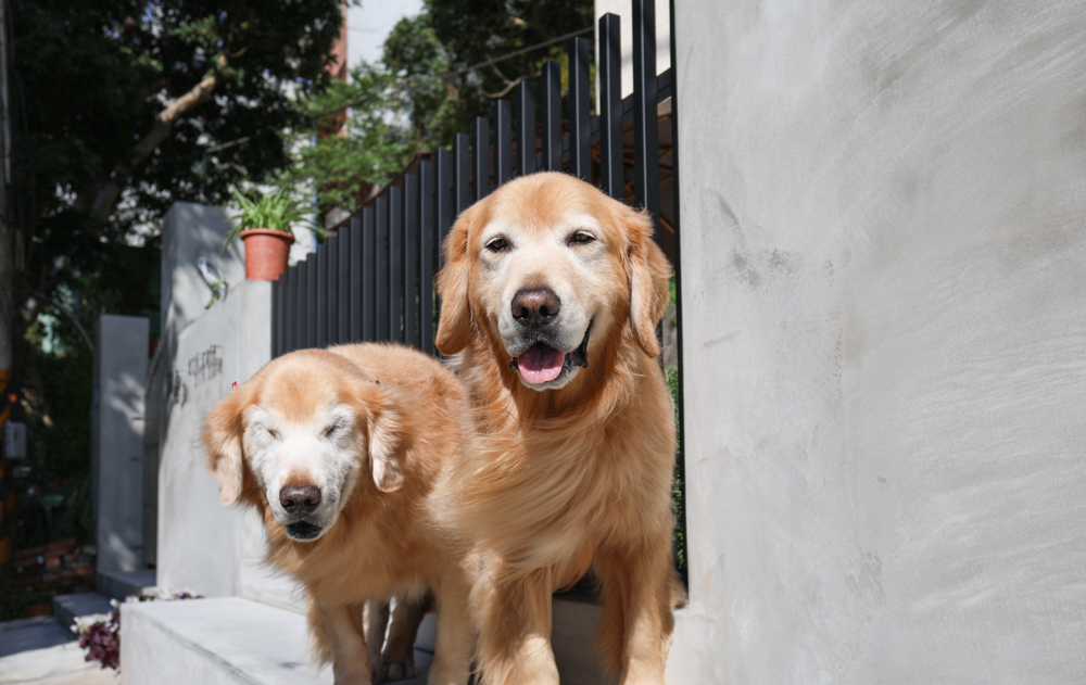 觀山咖啡。五股觀音山秘境咖啡廳|老屋改造、寵物友善、現烤披薩與甜點一次滿足 - 第3張圖 觀山咖啡。五股觀音山秘境咖啡廳|老屋改造、寵物友善、現烤披薩與甜點一次滿足