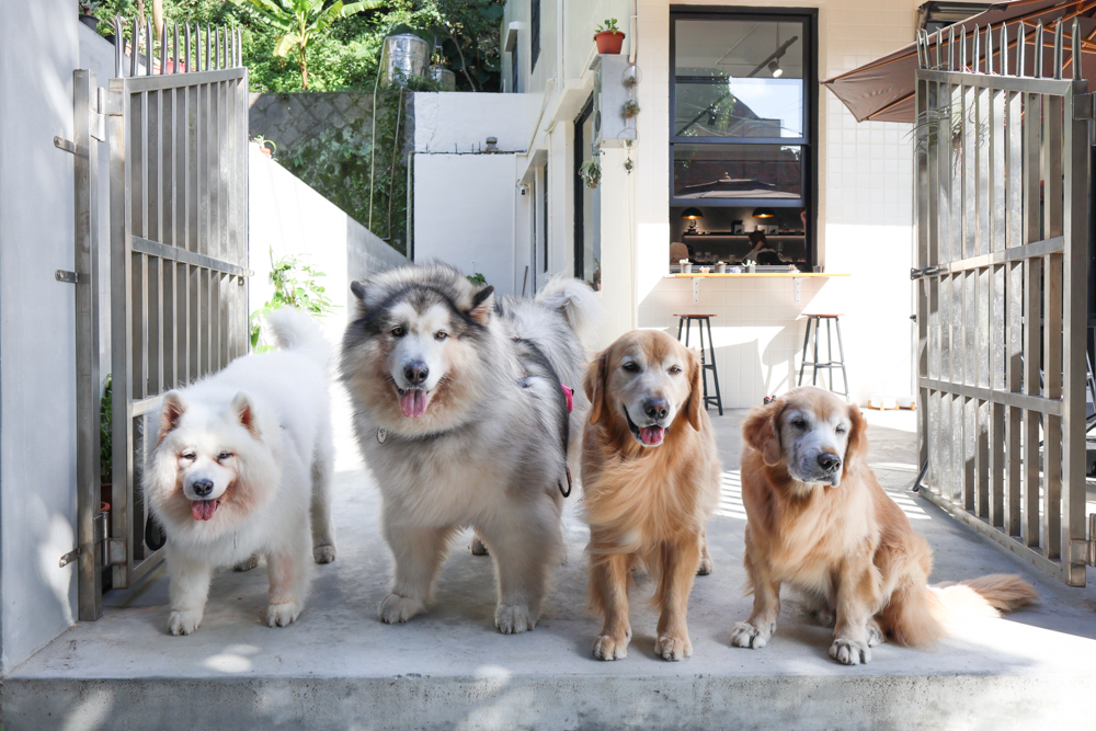 觀山咖啡。五股觀音山秘境咖啡廳|老屋改造、寵物友善、現烤披薩與甜點一次滿足 - 第6張圖 觀山咖啡。五股觀音山秘境咖啡廳|老屋改造、寵物友善、現烤披薩與甜點一次滿足