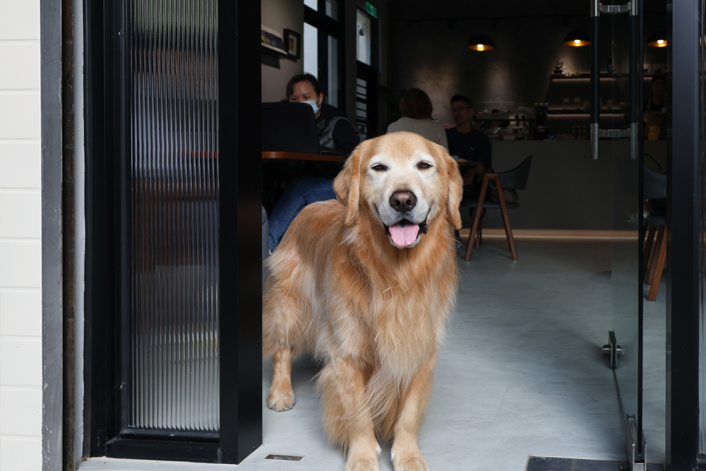 觀山咖啡。五股觀音山秘境咖啡廳|老屋改造、寵物友善、現烤披薩與甜點一次滿足 - 第17張圖 觀山咖啡。五股觀音山秘境咖啡廳|老屋改造、寵物友善、現烤披薩與甜點一次滿足