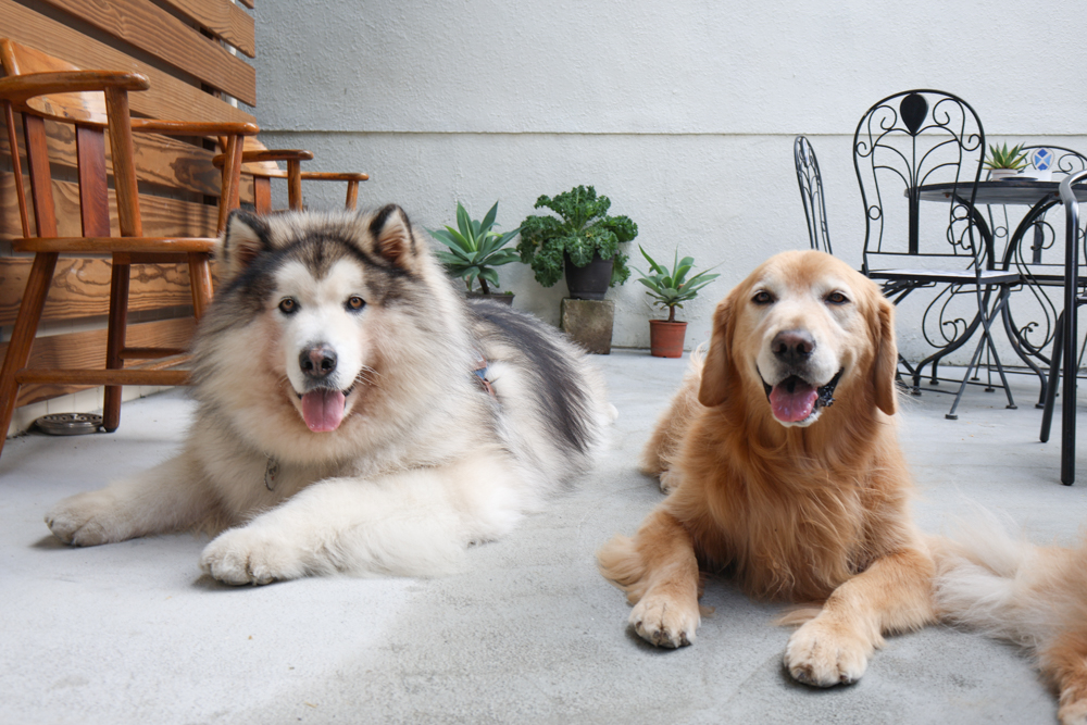 觀山咖啡。五股觀音山秘境咖啡廳｜老屋改造、寵物友善、現烤披薩與甜點一次滿足