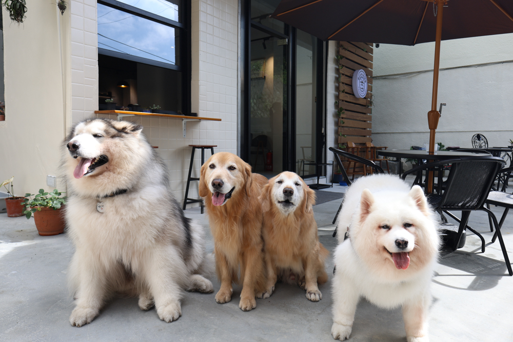 觀山咖啡。五股觀音山秘境咖啡廳|老屋改造、寵物友善、現烤披薩與甜點一次滿足 - 第1張圖 觀山咖啡。五股觀音山秘境咖啡廳|老屋改造、寵物友善、現烤披薩與甜點一次滿足