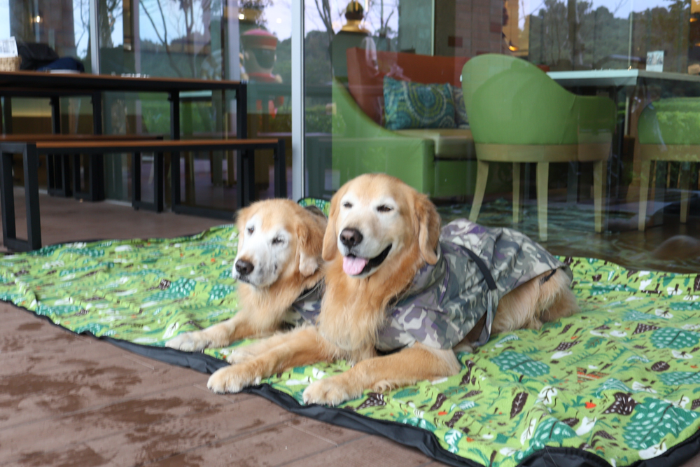 台北寵物友善自助餐推薦|台北六福萬怡酒店敘日全日餐廳。生食級干貝柱+香箱蟹一次滿足、寵物友善自助餐buffet - 第12張圖 台北寵物友善自助餐推薦|台北六福萬怡酒店敘日全日餐廳。生食級干貝柱+香箱蟹一次滿足、寵物友善自助餐buffet