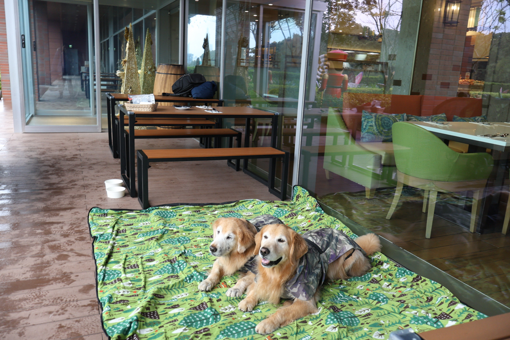 台北寵物友善自助餐推薦|台北六福萬怡酒店敘日全日餐廳。生食級干貝柱+香箱蟹一次滿足、寵物友善自助餐buffet - 第14張圖 台北寵物友善自助餐推薦|台北六福萬怡酒店敘日全日餐廳。生食級干貝柱+香箱蟹一次滿足、寵物友善自助餐buffet