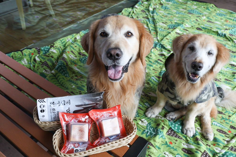 台北寵物友善自助餐推薦|台北六福萬怡酒店敘日全日餐廳。生食級干貝柱+香箱蟹一次滿足、寵物友善自助餐buffet - 第13張圖 台北寵物友善自助餐推薦|台北六福萬怡酒店敘日全日餐廳。生食級干貝柱+香箱蟹一次滿足、寵物友善自助餐buffet
