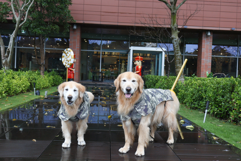 台北寵物友善自助餐推薦|台北六福萬怡酒店敘日全日餐廳。生食級干貝柱+香箱蟹一次滿足、寵物友善自助餐buffet - 第4張圖 台北寵物友善自助餐推薦|台北六福萬怡酒店敘日全日餐廳。生食級干貝柱+香箱蟹一次滿足、寵物友善自助餐buffet