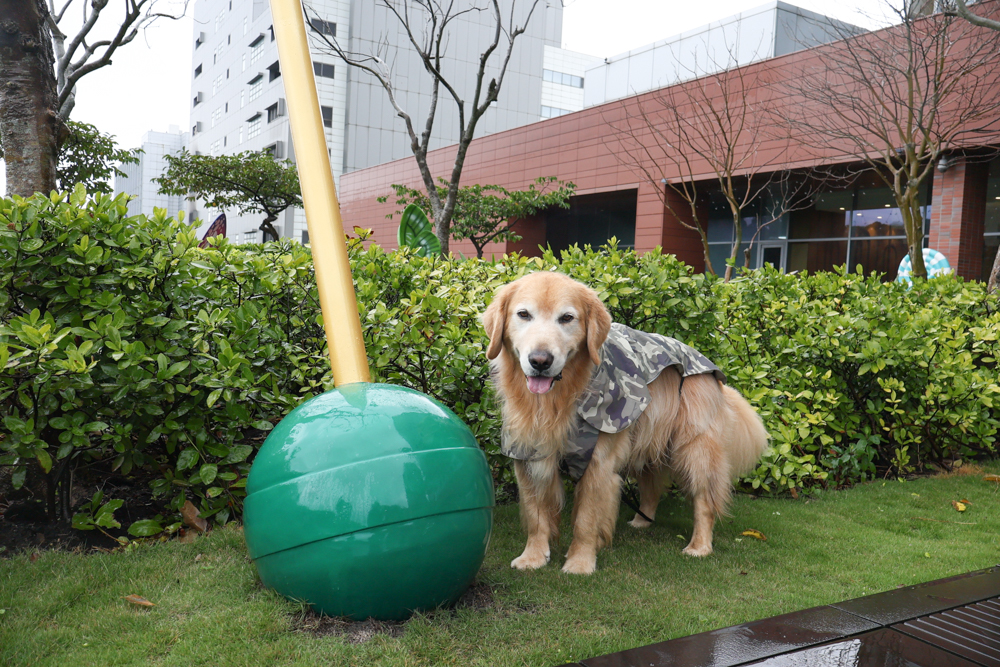 台北寵物友善自助餐推薦|台北六福萬怡酒店敘日全日餐廳。生食級干貝柱+香箱蟹一次滿足、寵物友善自助餐buffet - 第6張圖 台北寵物友善自助餐推薦|台北六福萬怡酒店敘日全日餐廳。生食級干貝柱+香箱蟹一次滿足、寵物友善自助餐buffet