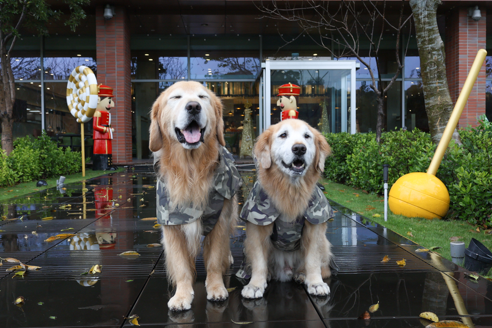 台北寵物友善自助餐推薦|台北六福萬怡酒店敘日全日餐廳。生食級干貝柱+香箱蟹一次滿足、寵物友善自助餐buffet - 第11張圖 台北寵物友善自助餐推薦|台北六福萬怡酒店敘日全日餐廳。生食級干貝柱+香箱蟹一次滿足、寵物友善自助餐buffet