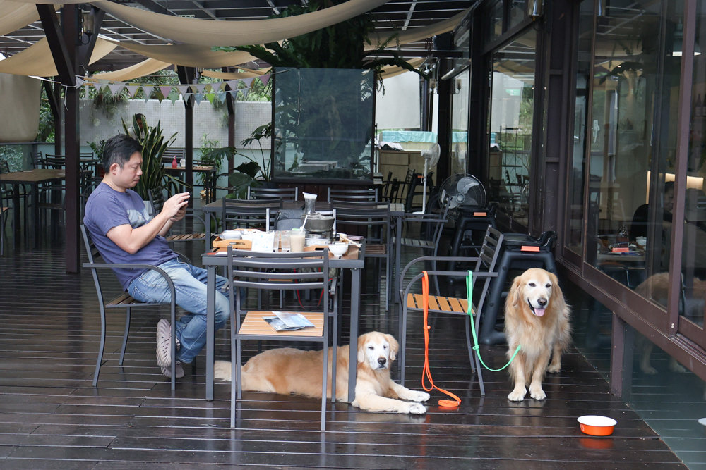 新竹尖石景點｜日見森嵐。山景第一排玻璃屋咖啡廳、寵物友善餐廳，可帶狗狗一起吃鍋放空、欣賞絕美山嵐美景！