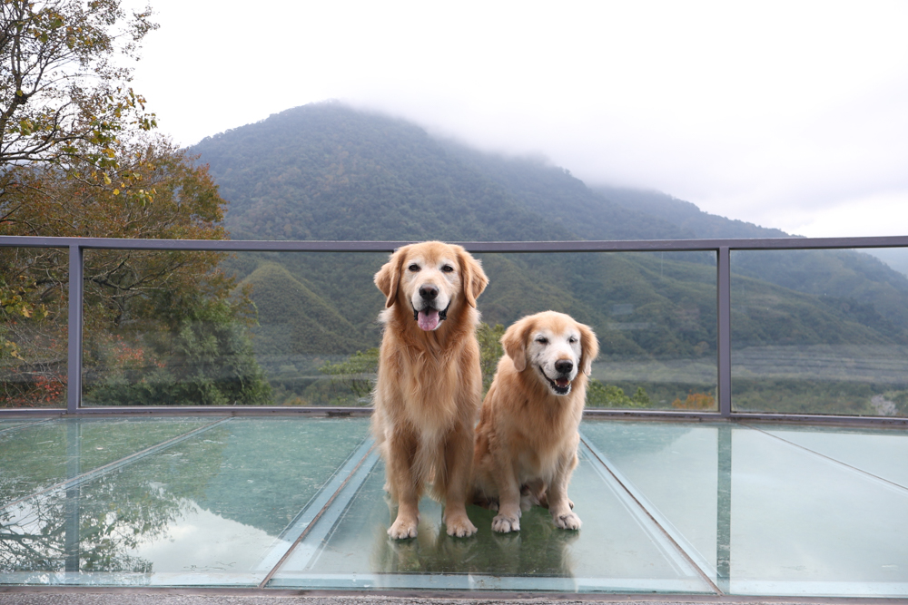 新竹尖石景點｜日見森嵐。山景第一排玻璃屋咖啡廳、寵物友善餐廳，可帶狗狗一起吃鍋放空、欣賞絕美山嵐美景！