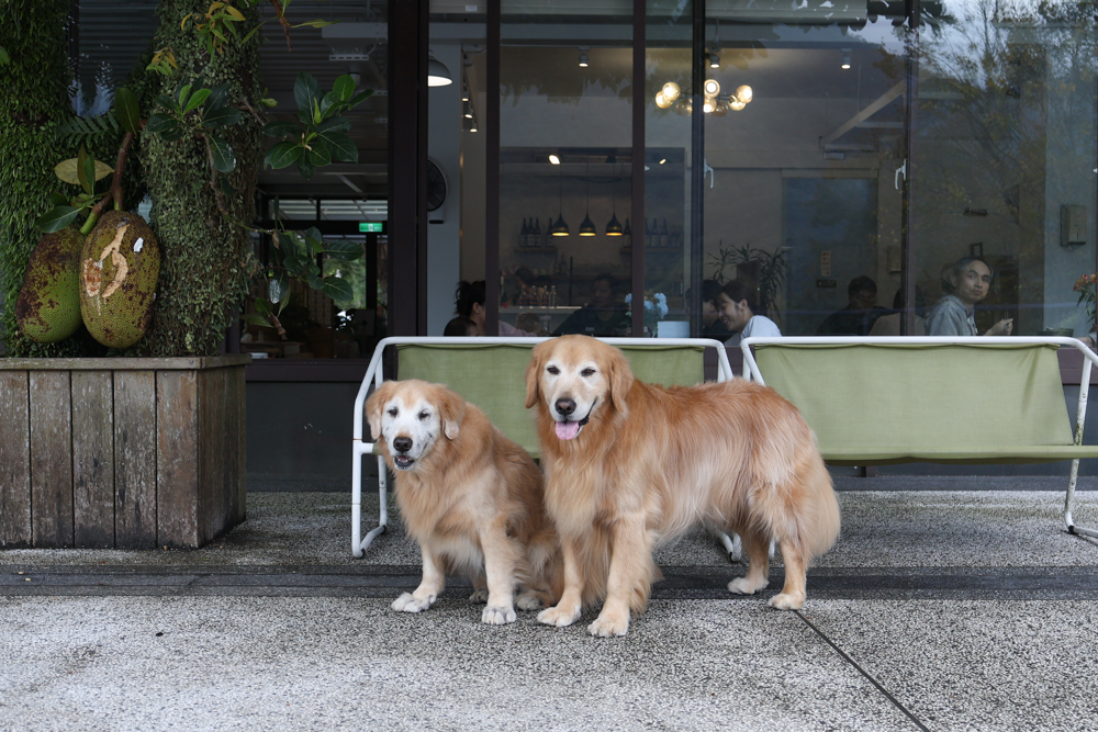新竹尖石景點｜日見森嵐。山景第一排玻璃屋咖啡廳、寵物友善餐廳，可帶狗狗一起吃鍋放空、欣賞絕美山嵐美景！