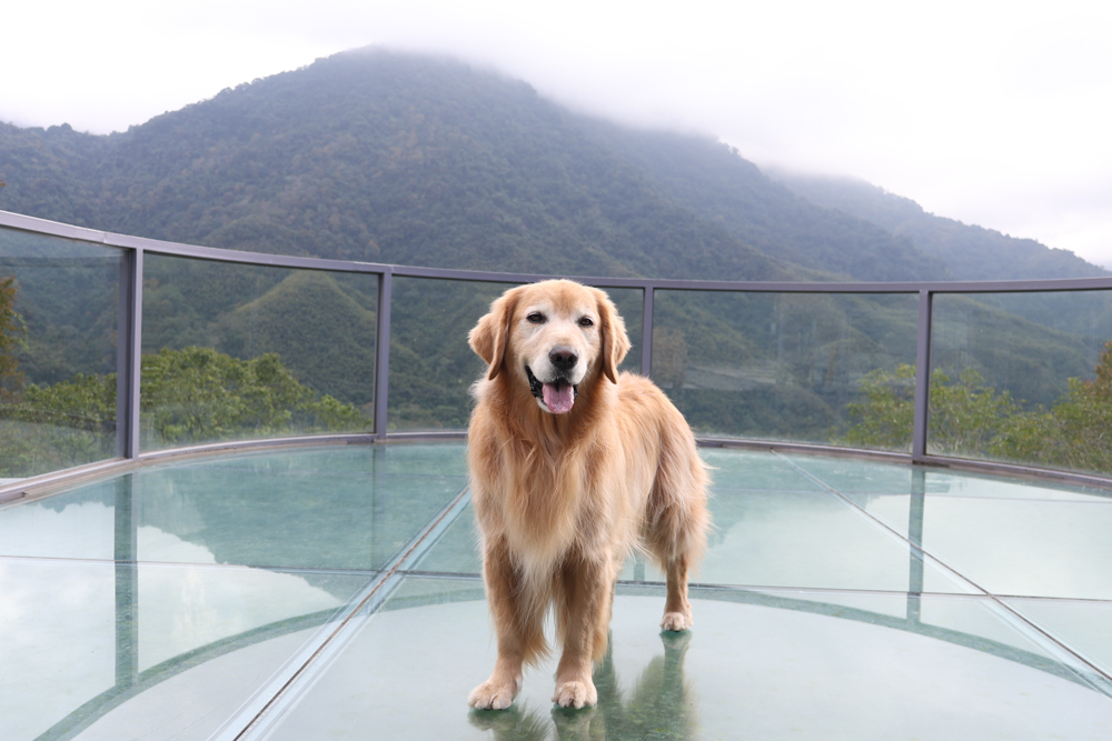 新竹尖石景點｜日見森嵐。山景第一排玻璃屋咖啡廳、寵物友善餐廳，可帶狗狗一起吃鍋放空、欣賞絕美山嵐美景！