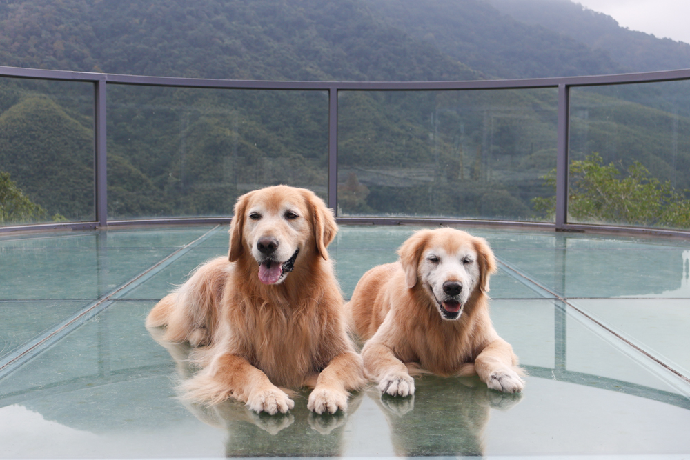 新竹尖石景點｜日見森嵐。山景第一排玻璃屋咖啡廳、寵物友善餐廳，可帶狗狗一起吃鍋放空、欣賞絕美山嵐美景！