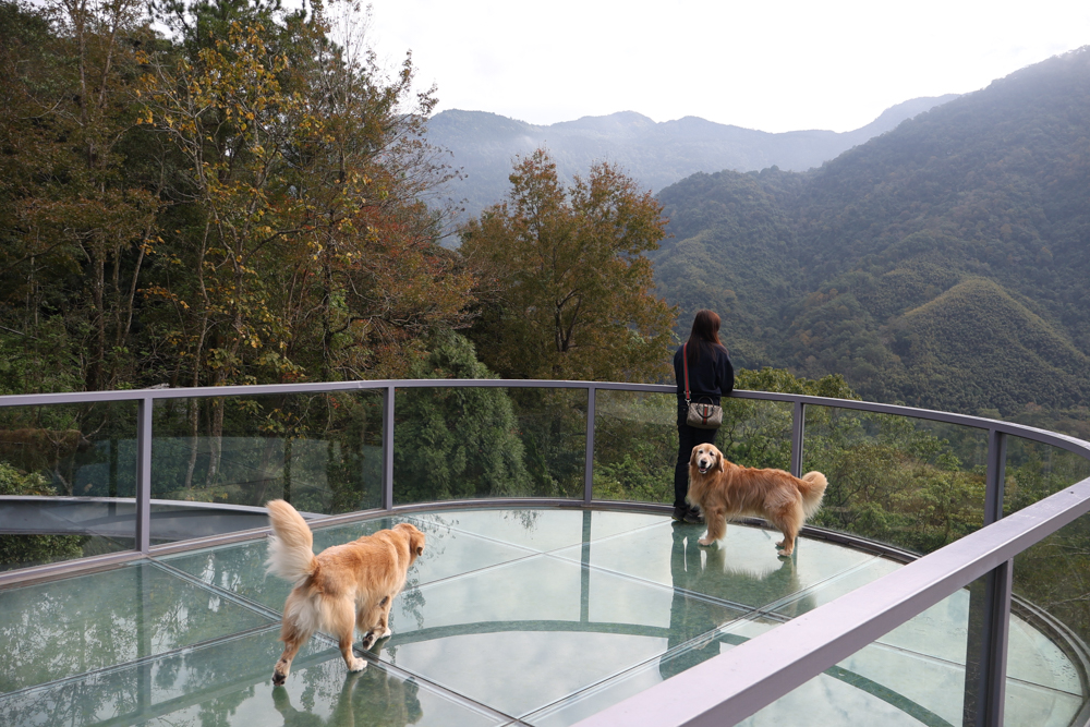 新竹尖石景點｜日見森嵐。山景第一排玻璃屋咖啡廳、寵物友善餐廳，可帶狗狗一起吃鍋放空、欣賞絕美山嵐美景！