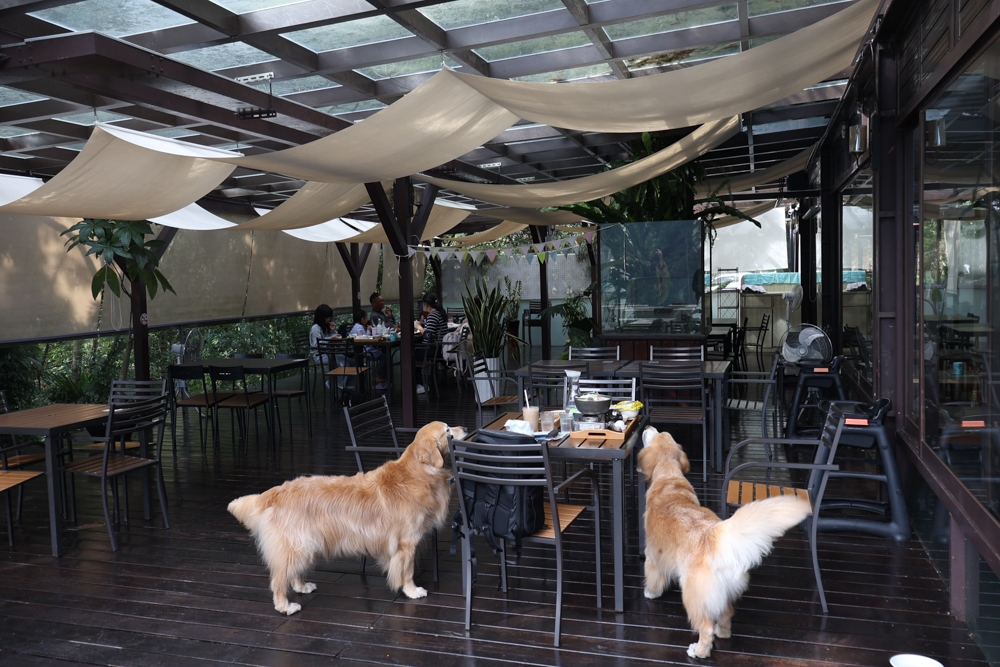 新竹尖石景點｜日見森嵐。山景第一排玻璃屋咖啡廳、寵物友善餐廳，可帶狗狗一起吃鍋放空、欣賞絕美山嵐美景！