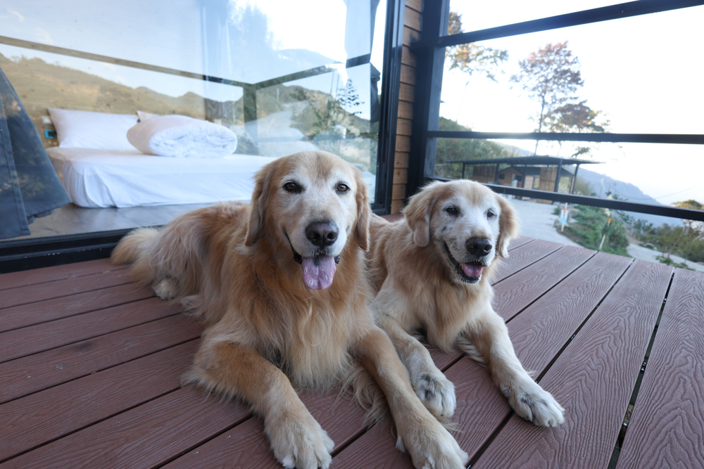 新竹尖石｜虹夕尖石 Villa 免搭帳露營區 ｜雲海山景、小木屋、太空艙、焚火爐夜景、寵物友善