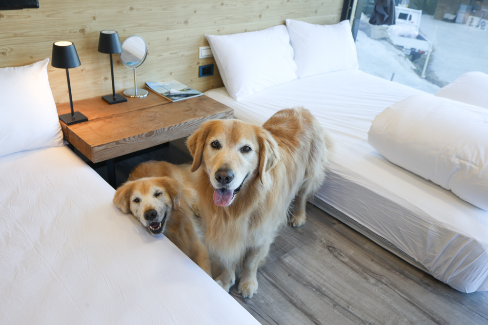 新竹尖石｜虹夕尖石 Villa 免搭帳露營區 ｜雲海山景、小木屋、太空艙、焚火爐夜景、寵物友善