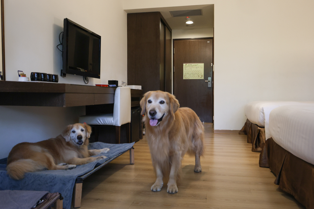 南投日月潭寵物友善住宿｜力麗哲園飯店－月潭館。伊達邵碼頭商圈走路就到、家庭房寬敞好住