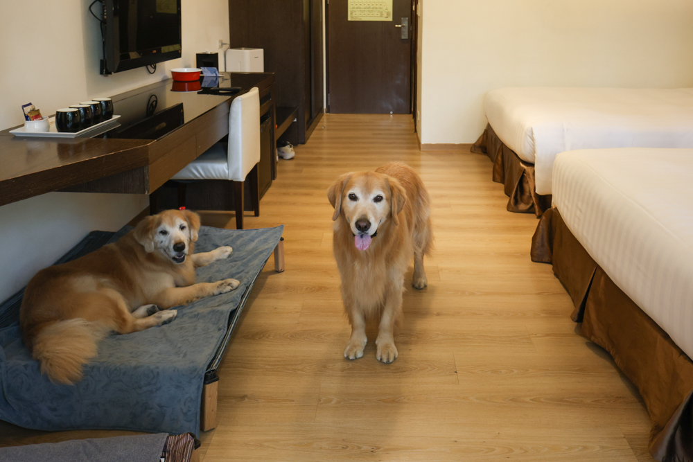 南投日月潭寵物友善住宿|力麗哲園飯店-月潭館。伊達邵碼頭商圈走路就到、家庭房寬敞好住 - 第16張圖 南投日月潭寵物友善住宿|力麗哲園飯店-月潭館。伊達邵碼頭商圈走路就到、家庭房寬敞好住