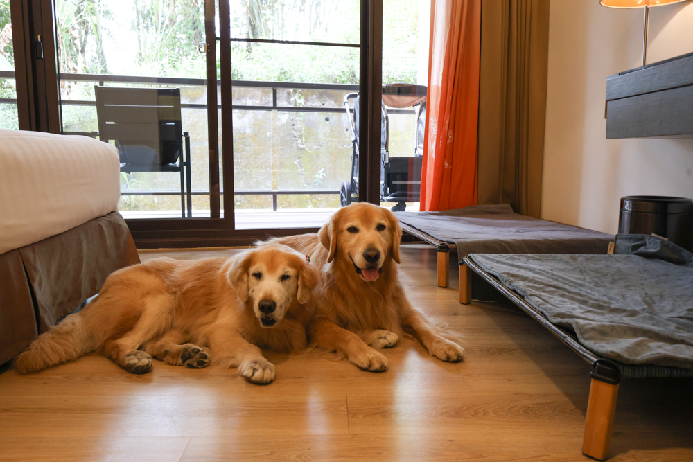 南投日月潭寵物友善住宿|力麗哲園飯店-月潭館。伊達邵碼頭商圈走路就到、家庭房寬敞好住 - 第23張圖 南投日月潭寵物友善住宿|力麗哲園飯店-月潭館。伊達邵碼頭商圈走路就到、家庭房寬敞好住