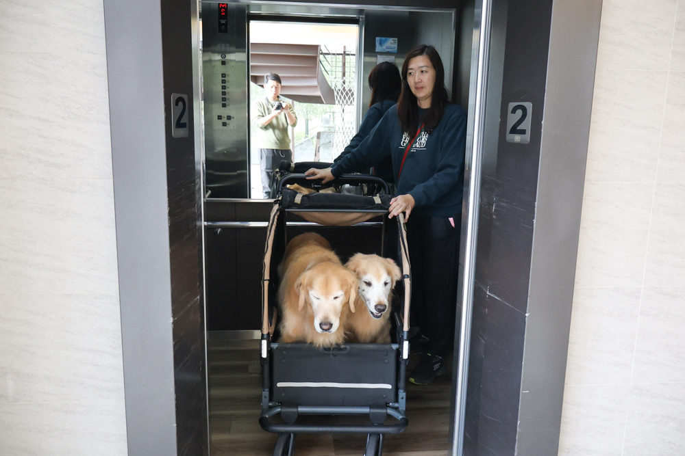 南投日月潭寵物友善住宿|力麗哲園飯店-月潭館。伊達邵碼頭商圈走路就到、家庭房寬敞好住 - 第9張圖 南投日月潭寵物友善住宿|力麗哲園飯店-月潭館。伊達邵碼頭商圈走路就到、家庭房寬敞好住