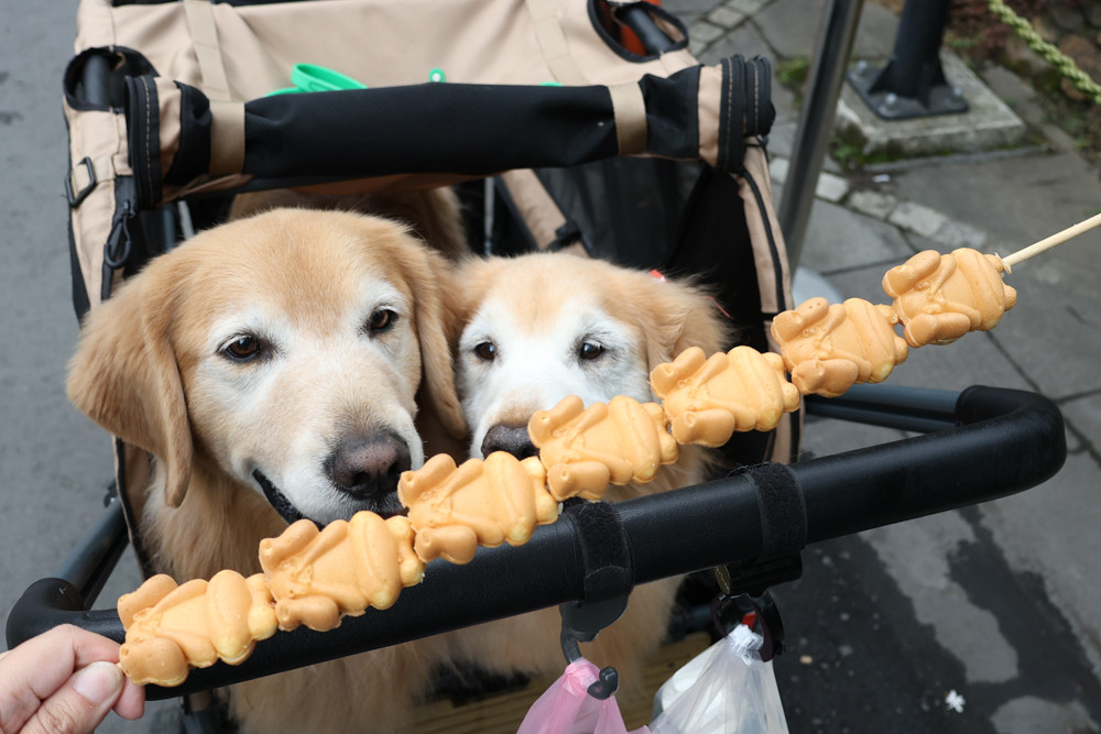 南投日月潭寵物友善住宿|力麗哲園飯店-月潭館。伊達邵碼頭商圈走路就到、家庭房寬敞好住 - 第34張圖 南投日月潭寵物友善住宿|力麗哲園飯店-月潭館。伊達邵碼頭商圈走路就到、家庭房寬敞好住