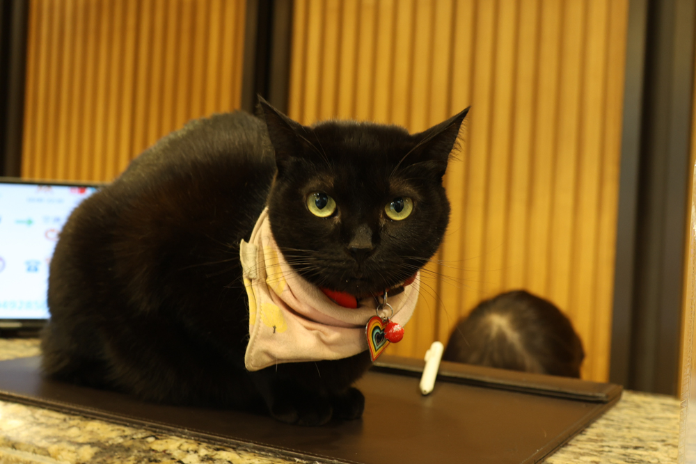 南投日月潭寵物友善住宿|力麗哲園飯店-月潭館。伊達邵碼頭商圈走路就到、家庭房寬敞好住 - 第35張圖 南投日月潭寵物友善住宿|力麗哲園飯店-月潭館。伊達邵碼頭商圈走路就到、家庭房寬敞好住