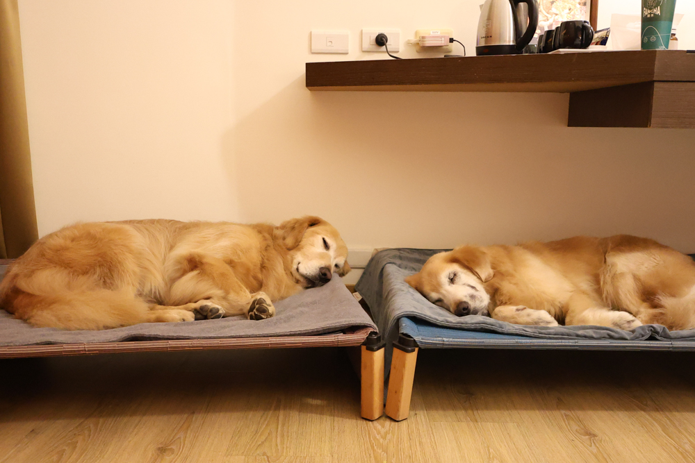 南投日月潭寵物友善住宿|力麗哲園飯店-月潭館。伊達邵碼頭商圈走路就到、家庭房寬敞好住 - 第38張圖 南投日月潭寵物友善住宿|力麗哲園飯店-月潭館。伊達邵碼頭商圈走路就到、家庭房寬敞好住