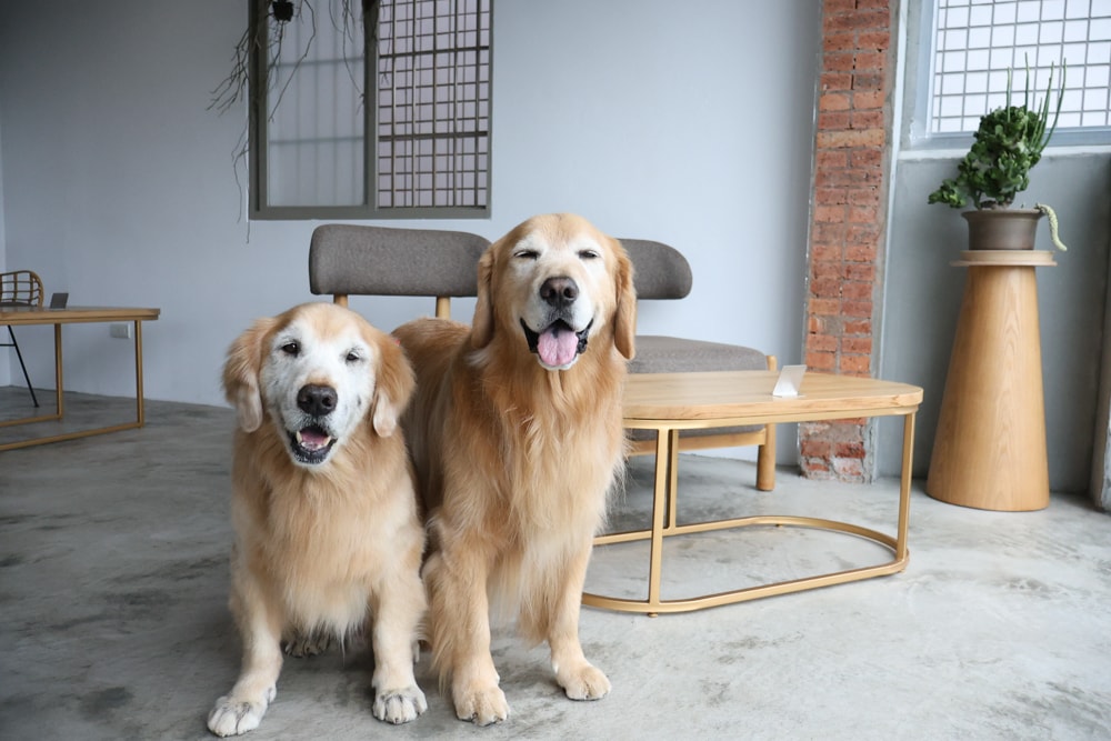 大白咖啡 DABAI CAFE|南投魚池山景玻璃屋咖啡廳、寵物友善餐廳、山景第一排、 帶毛孩一起看山喝咖啡 - 第24張圖 大白咖啡 DABAI CAFE|南投魚池山景玻璃屋咖啡廳、寵物友善餐廳、山景第一排、 帶毛孩一起看山喝咖啡