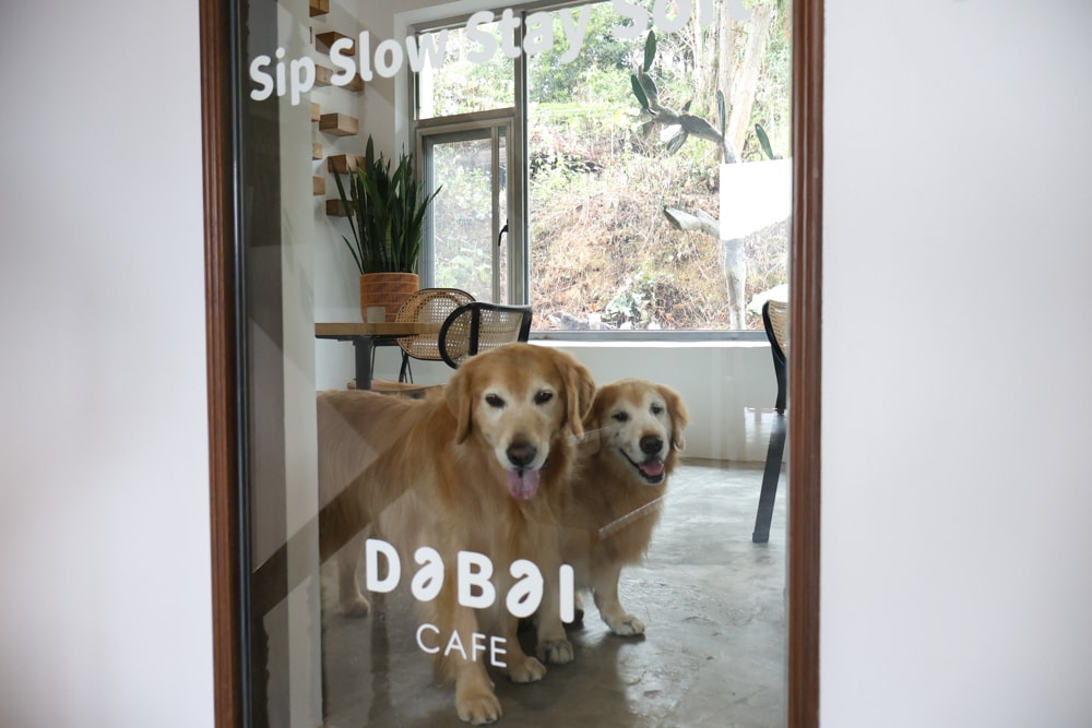 大白咖啡 DABAI CAFE|南投魚池山景玻璃屋咖啡廳、寵物友善餐廳、山景第一排、 帶毛孩一起看山喝咖啡 - 第15張圖 大白咖啡 DABAI CAFE|南投魚池山景玻璃屋咖啡廳、寵物友善餐廳、山景第一排、 帶毛孩一起看山喝咖啡