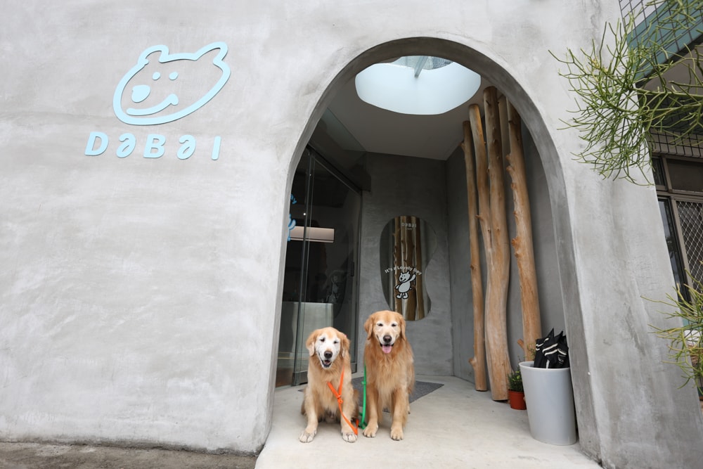 大白咖啡 DABAI CAFE|南投魚池山景玻璃屋咖啡廳、寵物友善餐廳、山景第一排、 帶毛孩一起看山喝咖啡 - 第3張圖 大白咖啡 DABAI CAFE|南投魚池山景玻璃屋咖啡廳、寵物友善餐廳、山景第一排、 帶毛孩一起看山喝咖啡