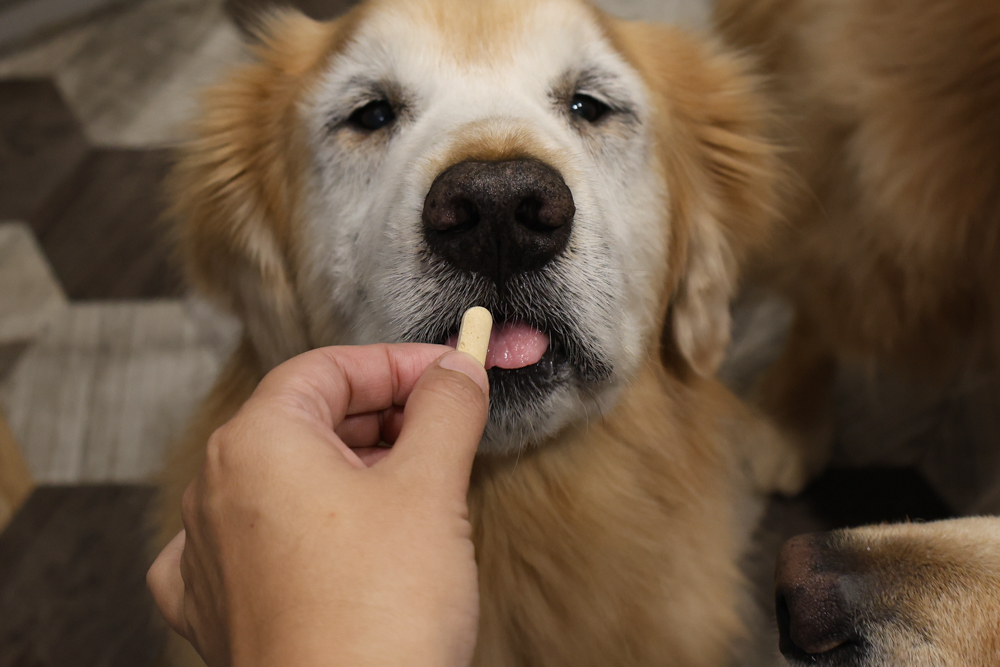 毛怪樂園凍乾開箱｜豹好餵凍乾保健品。豹骨溜（關節保健）、豹毛肌（皮膚保健）、豹放鬆（情緒放鬆、泌尿保健）＋毛怪啃咬犬凍乾（牛筋、牛鞭）