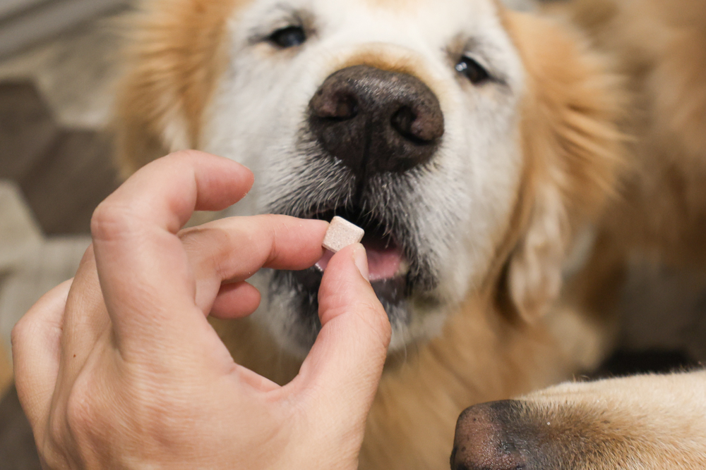 毛怪樂園凍乾開箱｜豹好餵凍乾保健品。豹骨溜（關節保健）、豹毛肌（皮膚保健）、豹放鬆（情緒放鬆、泌尿保健）＋毛怪啃咬犬凍乾（牛筋、牛鞭）