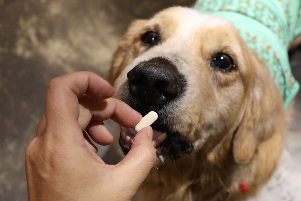 毛怪樂園凍乾開箱｜豹好餵凍乾保健品。豹骨溜（關節保健）、豹毛肌（皮膚保健）、豹放鬆（情緒放鬆、泌尿保健）＋毛怪啃咬犬凍乾（牛筋、牛鞭）