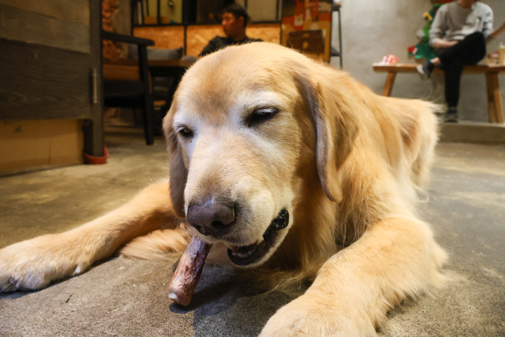 毛怪樂園凍乾開箱｜豹好餵凍乾保健品。豹骨溜（關節保健）、豹毛肌（皮膚保健）、豹放鬆（情緒放鬆、泌尿保健）＋毛怪啃咬犬凍乾（牛筋、牛鞭）