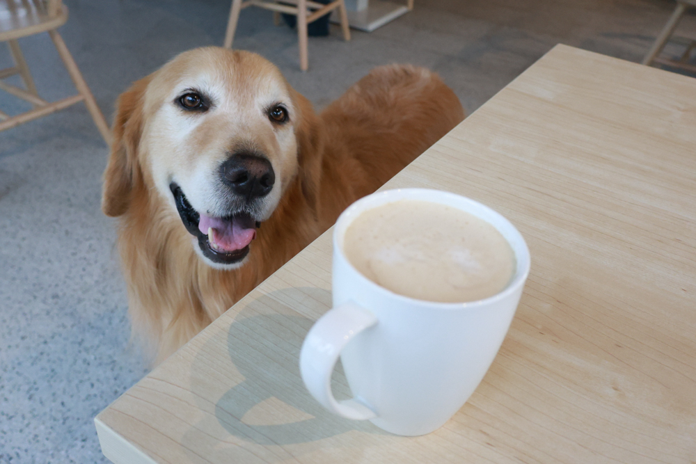 宜蘭礁溪咖啡廳推薦｜Herbelle Tea 湖畔茶屋。龍潭湖玻璃屋湖景第一排，寵物友善可帶毛小孩